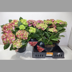 Hydr M Red Eris