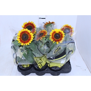 GIRASSOL BICOLOR P15