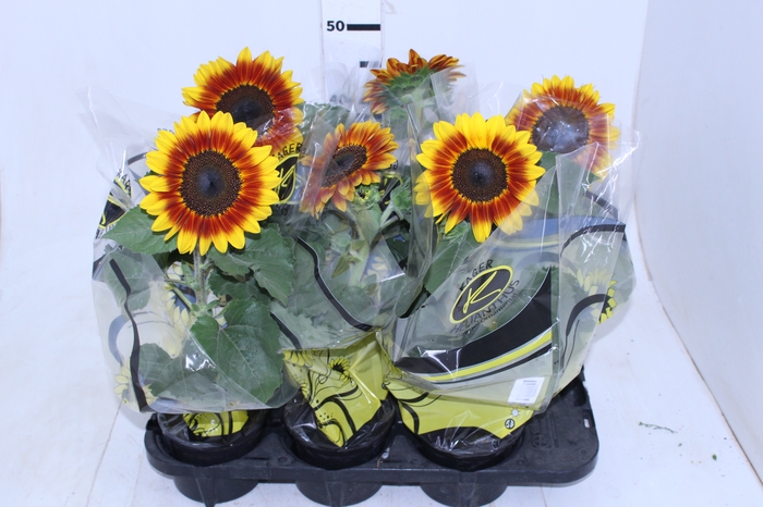 GIRASSOL BICOLOR P15