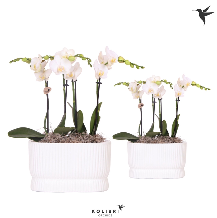 <h4>Kolibri Orchids Phalaenopsis white 4spike in Diabolo Twin white</h4>