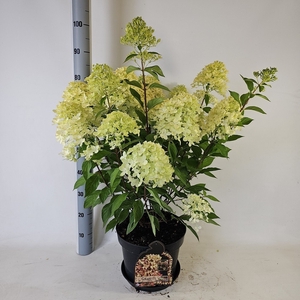 HYDR PANICULATA