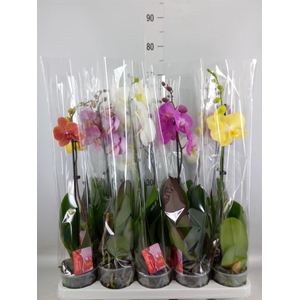 Phalaenopsis   ...mix