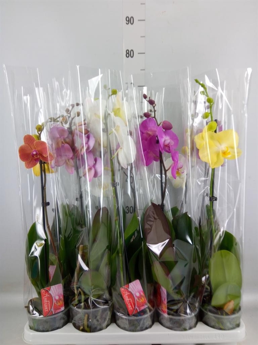 <h4>Phalaenopsis   ...mix</h4>