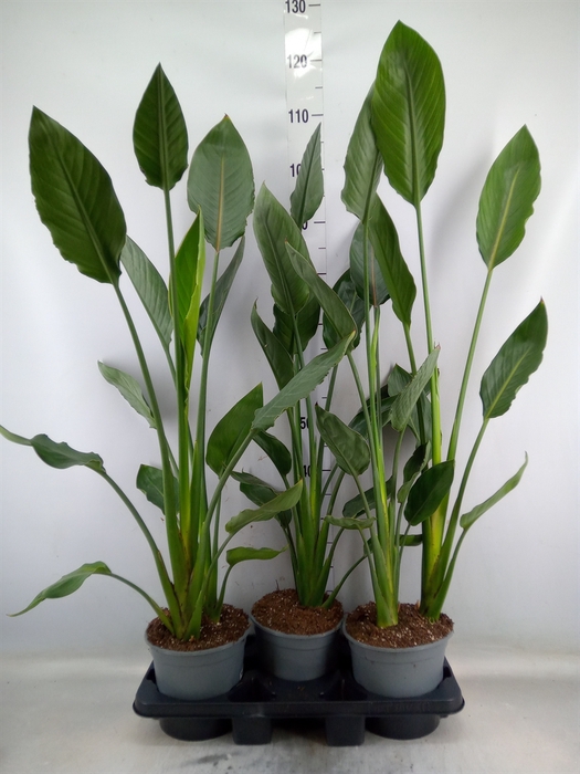 <h4>Strelitzia reg.</h4>