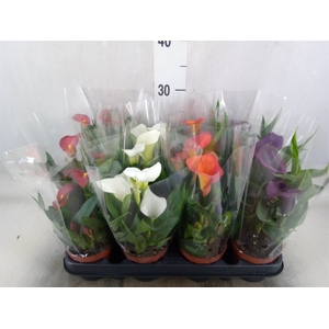 Zantedeschia   ...mix