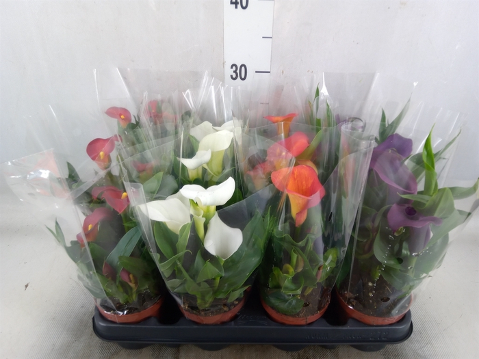 <h4>Zantedeschia   ...mix</h4>