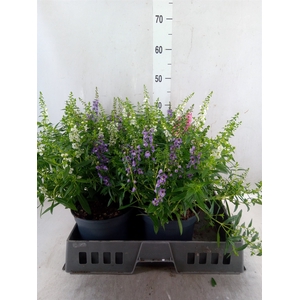Angelonia  'Serena'   ...mix