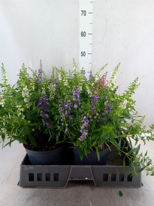 <h4>Angelonia  'Serena'   ...mix</h4>
