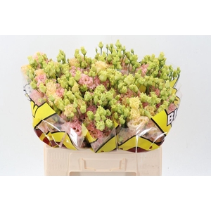 EUS G ALISSA CHAMPAG