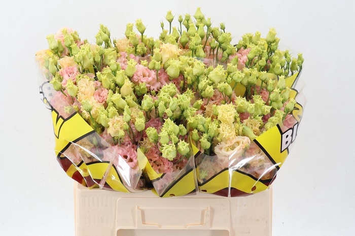 <h4>EUS G ALISSA CHAMPAG</h4>