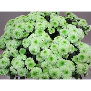 Chr San Ferry Sweet Groen