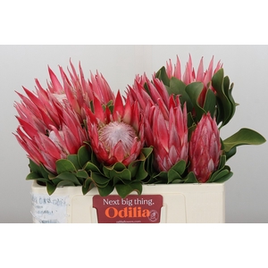 Protea Cynaroides Claire