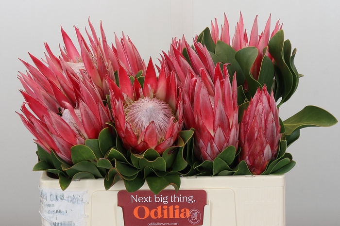 <h4>Protea Cynaroides Claire</h4>