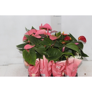 ANTHURIUM VARIADO P06