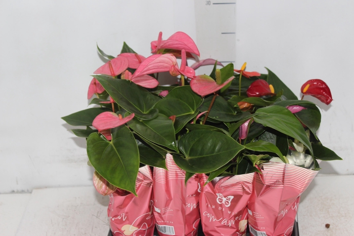 <h4>ANTHURIUM VARIADO P06</h4>