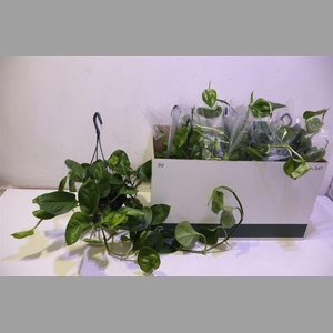 Epipr Global Green In Hangpot