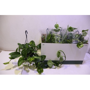 Epipr Global Green In Hangpot