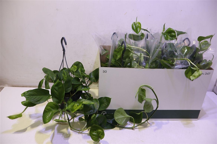 <h4>Epipr Global Green In Hangpot</h4>