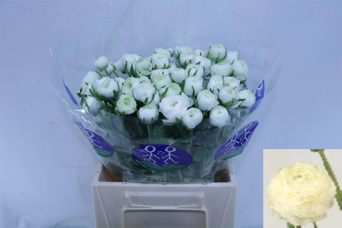 <h4>RAN EL WHITE</h4>