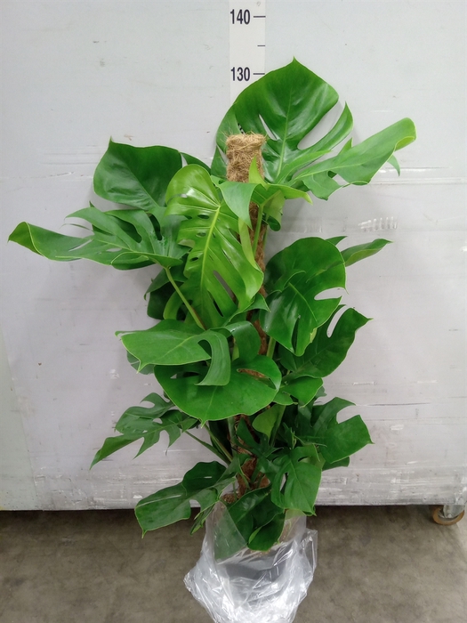 <h4>Monstera pertusum</h4>