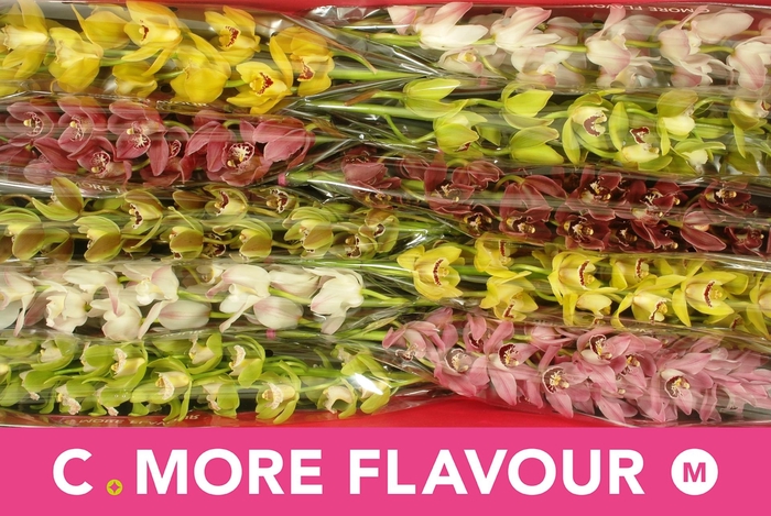 <h4>CYMB MI GEM</h4>