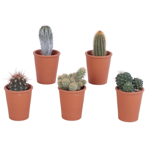 Cactus roodsteen vaas 5,5 cm