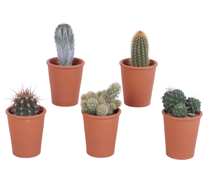 <h4>Cactus roodsteen vaas 5,5 cm</h4>