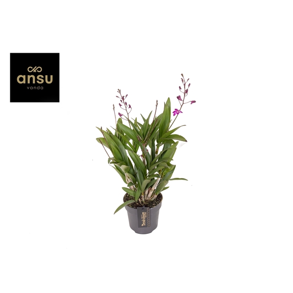 <h4>Dendrobium Berry Oda 9+</h4>