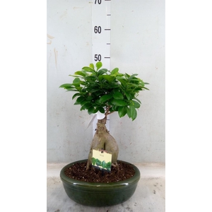 Ficus microcarpa 'Ginseng'