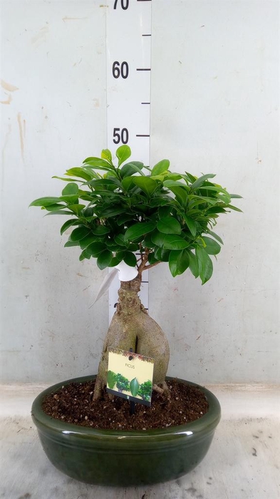 <h4>Ficus microcarpa 'Ginseng'</h4>