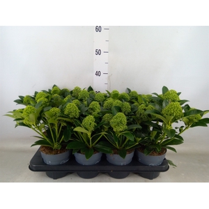 Skimmia jap. 'White Globe'
