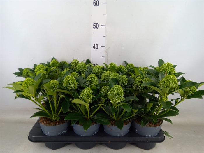 <h4>Skimmia jap. 'White Globe'</h4>