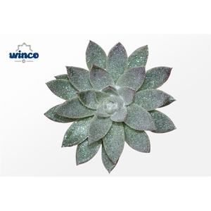 Echeveria Agavoides Glitter Pearl Cutflower Wincx-