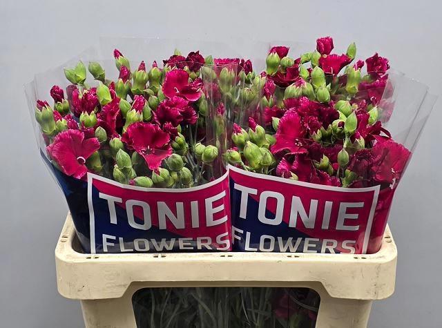 <h4>DI TE SOLOMIO DIXIE</h4>