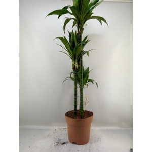 Dracaena frag. 'Janet Craig'