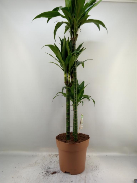 <h4>Dracaena frag. 'Janet Craig'</h4>