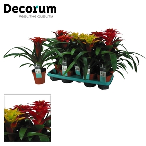 Guzmania Squarosa Mix (Decorum)