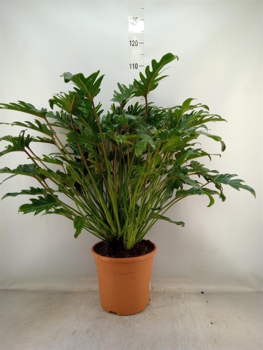 <h4>Philodendron xanadu</h4>