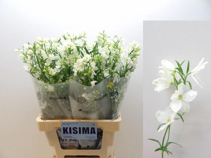 <h4>DELPH EN M SIL WHITE</h4>