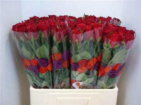 <h4>R Gr Furiosa</h4>