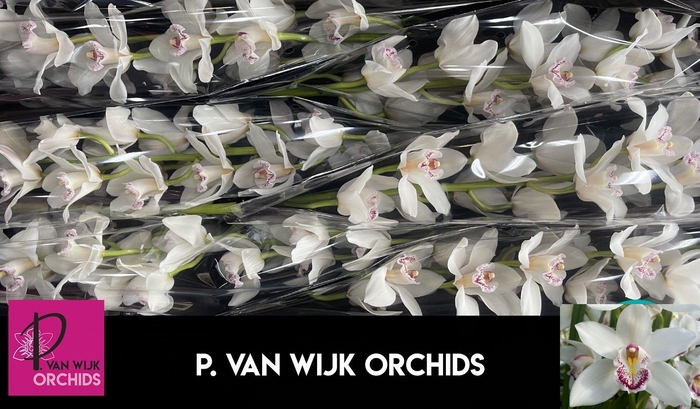 <h4>CYMB T SILVER</h4>