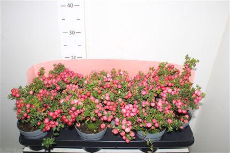 <h4>Gaulth Mucronata</h4>