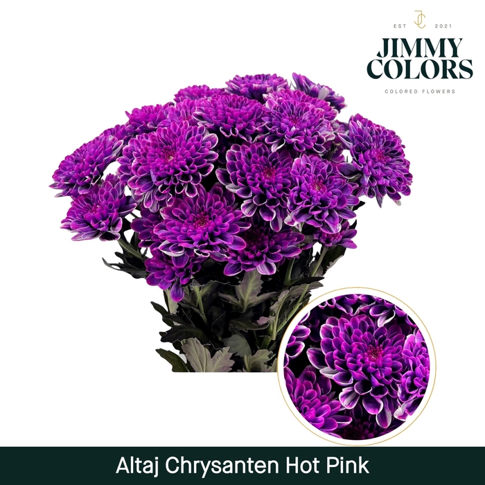 <h4>Chr T Altaj Hot pink</h4>