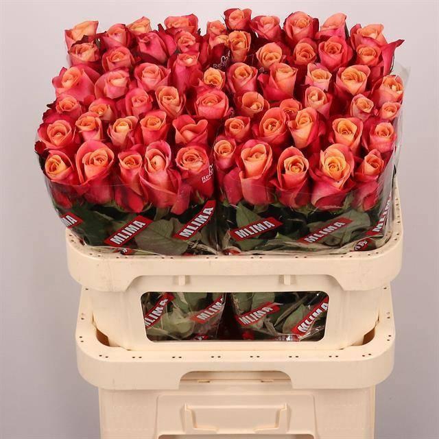 <h4>R GR HELENE</h4>