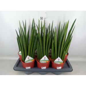 Sansevieria ...