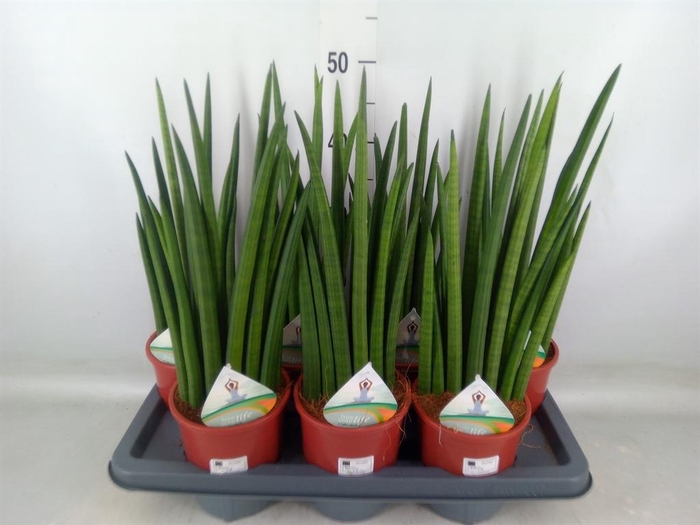 <h4>Sansevieria ...</h4>