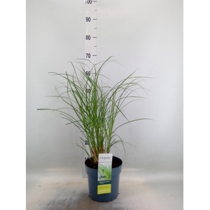 Miscanthus sin. 'Gracillimus'