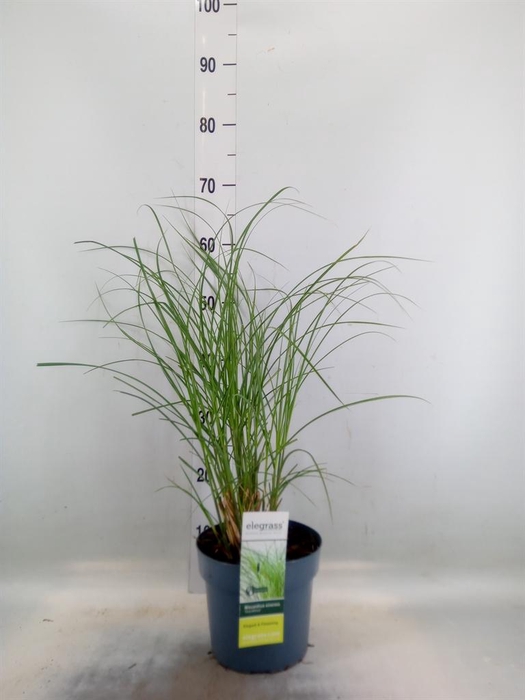<h4>Miscanthus sin. 'Gracillimus'</h4>