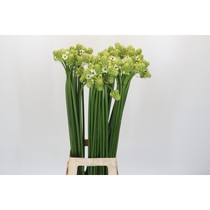 Ornithogalum Saundersiae