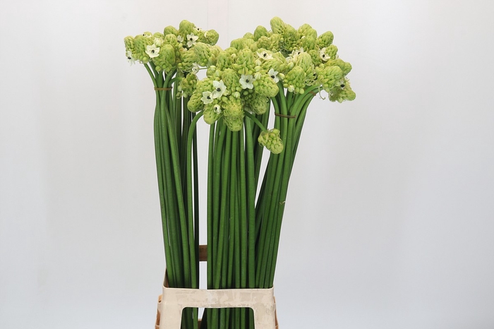 <h4>Ornithogalum Saundersiae</h4>